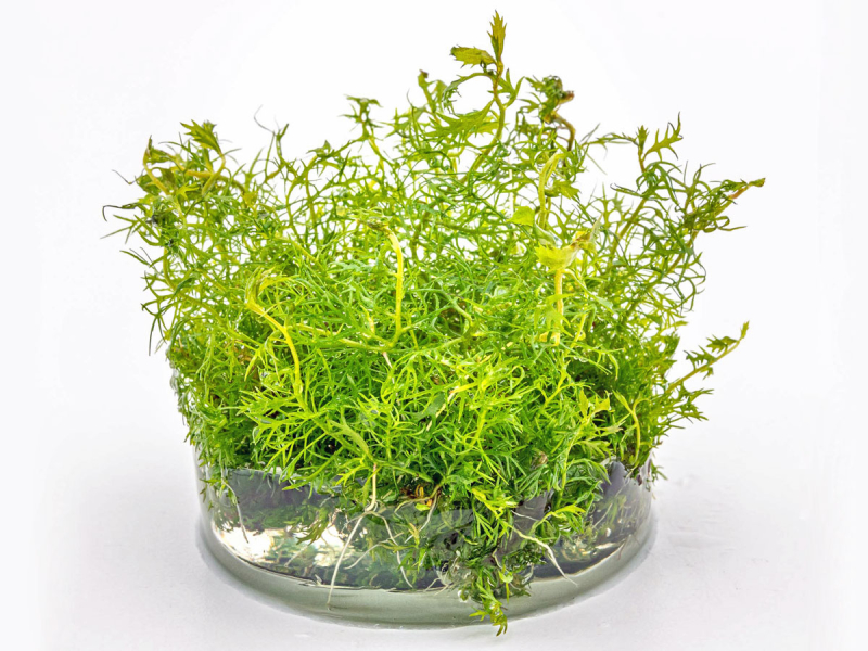 Sumpf-Kammblatt - Proserpinaca palustris in vitro